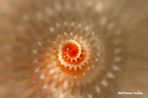 Christmas Tree Worm by William Loke 